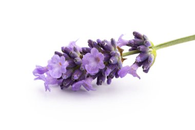 Beyaz arkaplanda lavanta çiçekleri.