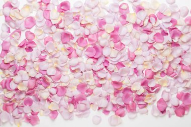 Beyaz arka planda pembe gül yaprakları. Düz yatış, üst görünüm