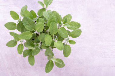 Beyaz arka plan üzerinde izole Ada çayı ot. Üstten Görünüm. Düz pat yatıyordu