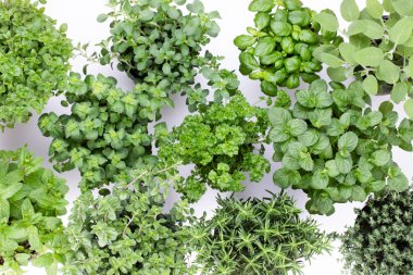 Beyaz arkaplanda izole edilmiş taze yeşil baharatlar, üst görünüm.