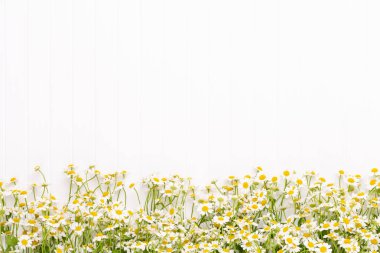 Papatya çiçek çiçek çerçeve. Düz döşeme, üst görünüm.