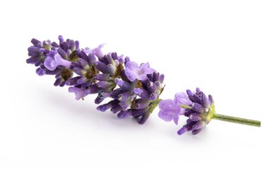 Beyaz arkaplanda lavanta çiçekleri.