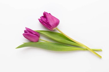 Beyaz arka planda bahar pembe laleleri. 