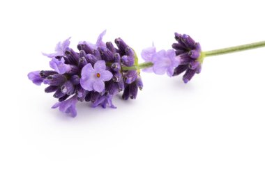 Beyaz arkaplanda lavanta çiçekleri.