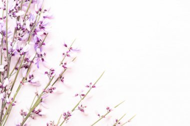 Çiçek kompozisyon. Pembe çiçekler pembe bir arka plan üzerinde. Paskalya, sp