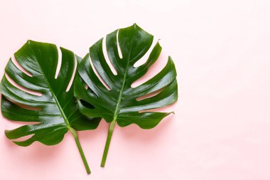 Tropikal orman üzerinde düz yüzeye peac yaprak, Monstera,