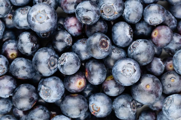 Taze yaban mersini arkaplanı. Doku yaban mersini yakından geliyor..