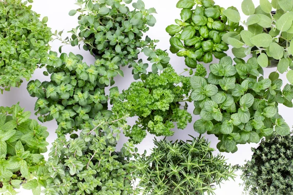 Beyaz arkaplanda izole edilmiş taze yeşil baharatlar, üst görünüm.