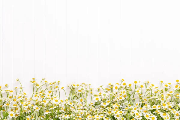 Papatya çiçek çiçek çerçeve. Düz döşeme, üst görünüm.