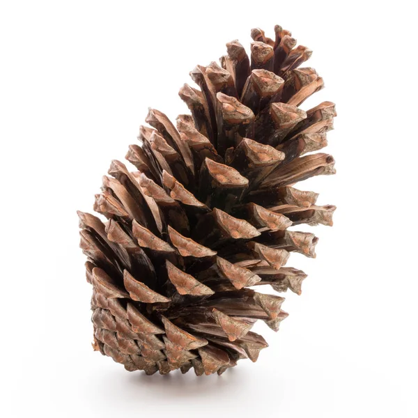 Christmas pine cone on white background. — Stock Photo, Image
