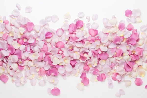 Beyaz arka planda pembe gül yaprakları. Düz yatış, üst görünüm