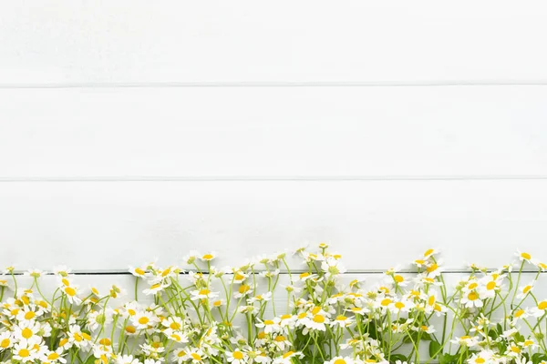 Papatya çiçek çiçek çerçeve. Düz döşeme, üst görünüm.