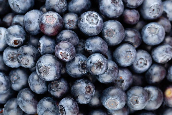 Taze yaban mersini arkaplanı. Doku yaban mersini yakından geliyor..