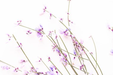 Çiçek kompozisyon. Pembe çiçekler pembe bir arka plan üzerinde. Paskalya, sp