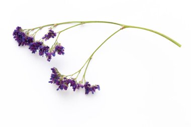 Beyaz arka planda kurumuş çiçekler. Düz yatış, üst görünüm.