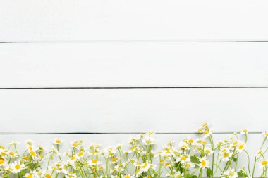 Papatya çiçek çiçek çerçeve. Düz döşeme, üst görünüm.