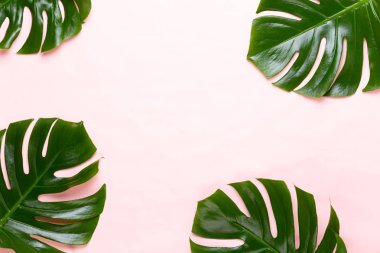 Tropikal orman üzerinde düz yüzeye peac yaprak, Monstera,