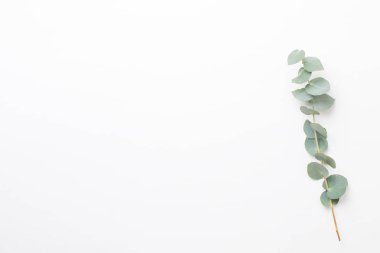 Çiçek ve eucaaliptus bileşimi. Desen çeşitli col yaptı