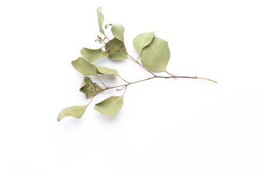 Beyaz arka planda kurumuş çiçekler. Düz yatış, üst görünüm.