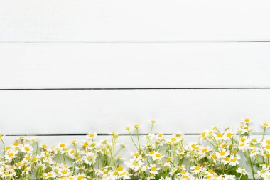 Papatya çiçek çiçek çerçeve. Düz döşeme, üst görünüm.