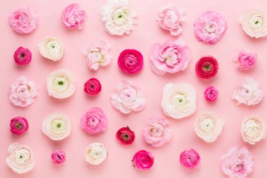 Güzel renkli tipik çiçekler pembe bir arka plan üzerinde. Spri