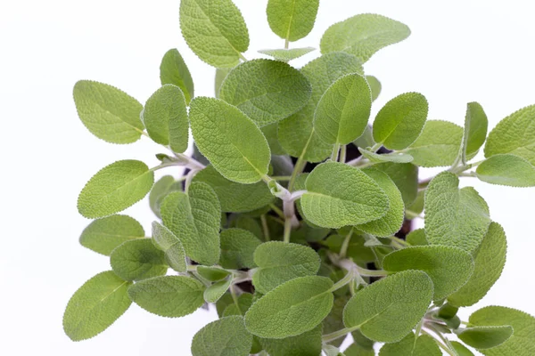 Salvia herb isolated on white background. Top view. Flat lay pat