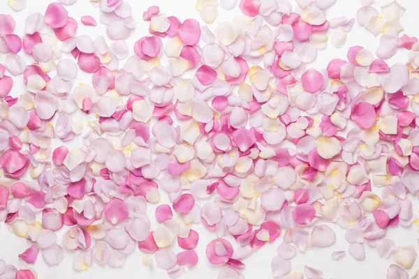 Beyaz arka planda pembe gül yaprakları. Düz yatış, üst görünüm