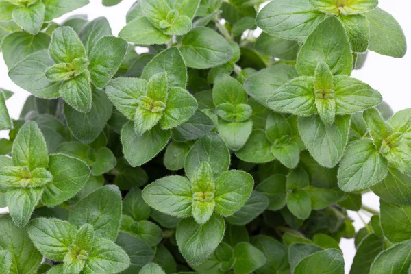 Verse groene kruiden geïsoleerd op witte achtergrond, bovenaanzicht. — Stockfoto