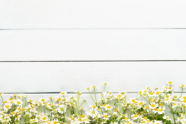Papatya çiçek çiçek çerçeve. Düz döşeme, üst görünüm.