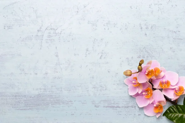 Klasik arka planda orkide çiçekleri. Spa arka planı, spa