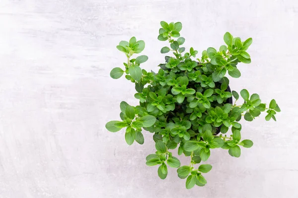 Beyaz arkaplanda izole edilmiş taze yeşil baharatlar, üst görünüm.
