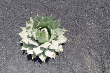 Volkanik lav kumları üzerinde büyüyen renkli kaktüs bitkiler çeşitleri