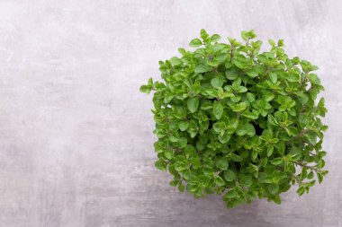 Beyaz arkaplanda izole edilmiş taze yeşil baharatlar, üst görünüm.