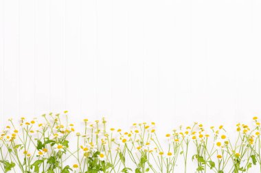 Papatya çiçek çiçek çerçeve. Düz döşeme, üst görünüm.