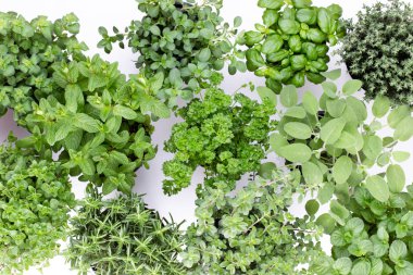 Beyaz arkaplanda izole edilmiş taze yeşil baharatlar, üst görünüm.