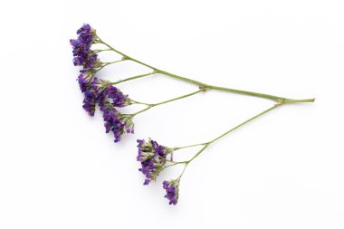 Beyaz arka planda kurumuş çiçekler. Düz yatış, üst görünüm.