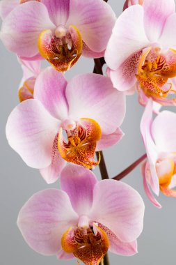 Gri arka plan üzerinde pembe orkide.
