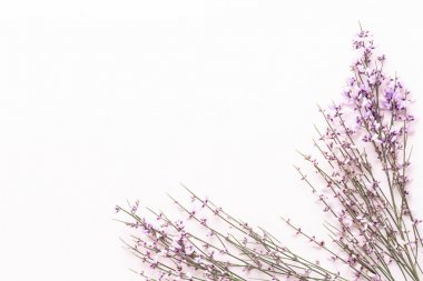 Çiçek kompozisyon. Pembe çiçekler pembe bir arka plan üzerinde. Paskalya, sp