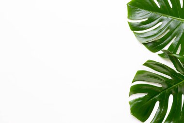Tropikal orman düz yüzeye whit üzerinde yaprak, Monstera,