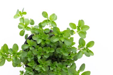 Beyaz arkaplanda izole edilmiş taze yeşil baharatlar, üst görünüm.