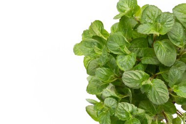 Beyaz arkaplanda izole edilmiş taze yeşil baharatlar, üst görünüm.