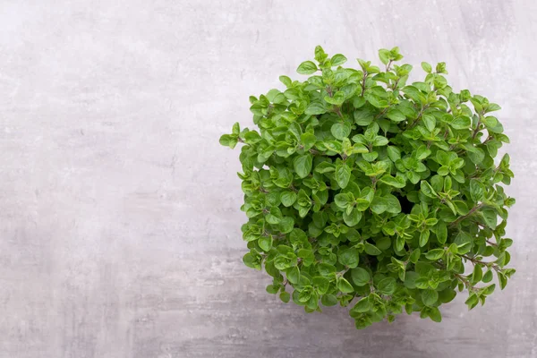 Beyaz arkaplanda izole edilmiş taze yeşil baharatlar, üst görünüm.