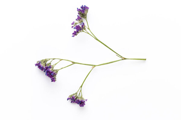 Dried flowers on white background. Flat lay, top view.