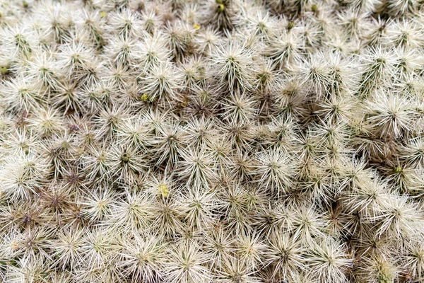 火山性溶岩砂の上に成長するカラフルなサボテンの植物品種 — ストック写真
