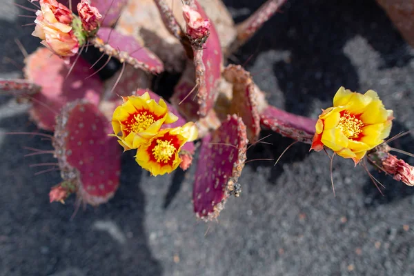 Variedades de plantas de cacto coloridas crescendo em areia de lava vulcânica s — Fotografia de Stock