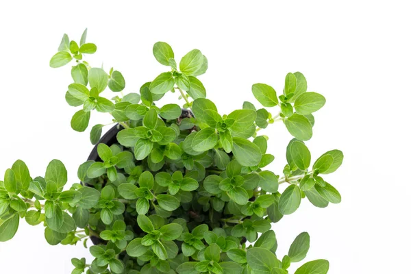 Beyaz arkaplanda izole edilmiş taze yeşil baharatlar, üst görünüm.