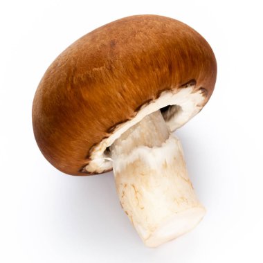 Taze şampiyon mantarları beyazda izole edilmiş.. 