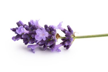 Beyaz arkaplanda lavanta çiçekleri.