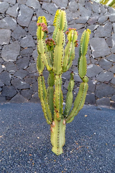 Різнокольорові сорти кактусів, що ростуть на вулканічному лавовому піску s — стокове фото