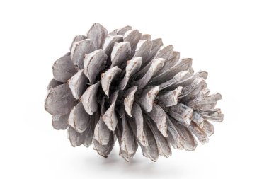 Noel çam kozalağı beyaz arka plan üzerinde. 